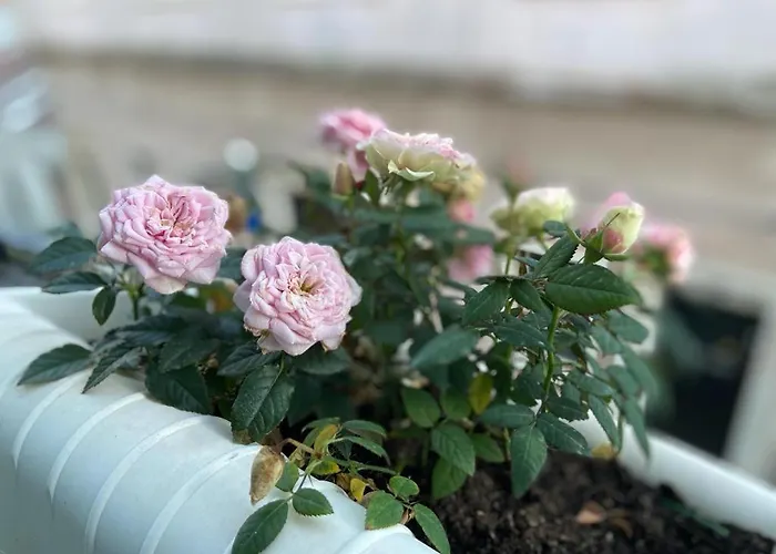 アパート Casa Rosas Do Mondego *