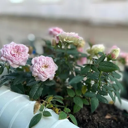 アパート Casa Rosas Do Mondego *